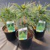 SCIADOPITYS VERTICILLATA 20,15 kak