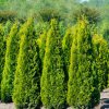 thuja occidentalis pyramidalis aurea ist