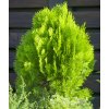 THUJA OCCIDENTALIS 'Pyramidalis Aurea´ shutt