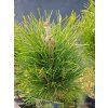 PINUS NIGRA 'GREEN TOWER' 34,45