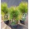 PINUS NIGRA 'GREEN TOWER' 34,45