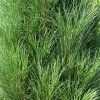 PINUS NIGRA 'GREEN TOWER' ist