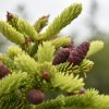 PICEA ORIENTALIS 'AUREOSPICATA' IST1