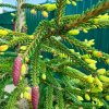 PICEA ORIENTALIS 'AUREOSPICATA' IST
