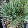 PINUS CEMBRA 'GLAUCA' kak