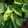 HOSTA 'GOLD EDGER' (FUNKIA)_istock