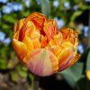 TULIPA 'ORANGE PRINCESS' (TULIPÁN)_shutter