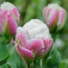 TULIPA 'ICE CREAM' (TULIPÁN)_istock