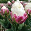 TULIPA 'ICE CREAM' (TULIPÁN)_shutter