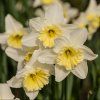 NARCISUSS 'ICE FOLLIES' (NARCIS)_shutter