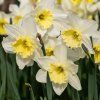 NARCISUSS 'ICE FOLLIES' (NARCIS)_shutter
