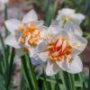 NARCISUSS 'REPLETE' (NARCIS)_istock