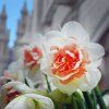 NARCISUSS 'REPLETE' (NARCIS)_istock