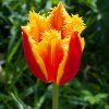 TULIPA X HYBRIDA 'FABIO' _istock
