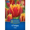 TULIPA 'FABIO' (TULIPÁN)1