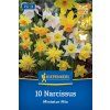 NARCISSUS PSEUDONARCISSUS 'MINIATUR MIX' (MINI NARCIS)1