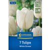 TULIPA 'WHITE DREAM' (TULIPÁN)1