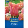 TULIPA 'JIMMY' (TULIPÁN)1