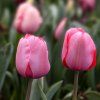 TULIPA 'PINK IMPRESSION' (TULIPÁN)_shutter