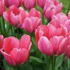 TULIPA X HYBRIDA 'PINK IMPRESSION' _istock
