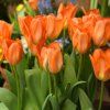 TULIPA 'ORANGE EMPEROR' (TULIPÁN)_istock