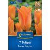 TULIPA 'ORANGE EMPEROR' (TULIPÁN)1