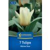 TULIPA 'ALBION STAR' (TULIPÁN)1
