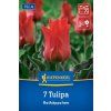 TULIPA 'ROTKÄPPCHEN' (TULIPÁN)1