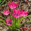 TULIPA 'LITTLE BEAUTY'_istock