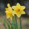 NARCISUSS 'CARLTON'_istock