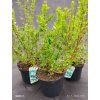 deutzia gracilis kak