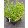 deutzia gracilis kak1