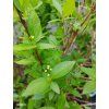 deutzia gracilis kak3