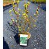 CORNUS ALBA 'SIBIRICA VARIEGATA' arbo1