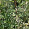 CORNUS ALBA 'SIBIRICA VARIEGATA kak2