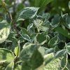 CORNUS ALBA 'SIBIRICA VARIEGATA kak3