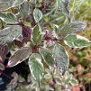 CORNUS ALBA 'SIBIRICA VARIEGATA' kak6