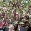 CORNUS ALBA 'SIBIRICA VARIEGATA' kak4