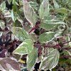 CORNUS ALBA 'SIBIRICA VARIEGATA' kak5