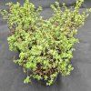 POTENTILLA FRUTICOSA 'MARIAN RED ROBIN' kak