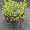 POTENTILLA FRUTICOSA 'MARIAN RED ROBIN' kak1