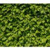 FAGUS SYLVATICA shutt