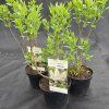 SYRINGA VULGARIS 'PRIMROSE' kak