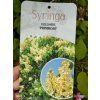 SYRINGA VULGARIS 'PRIMROSE' kak