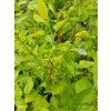 SYRINGA VULGARIS 'PRIMROSE' kak2