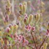 SALIX GRACILISTYLA 'MOUNT ASO' (VŔBA) 60KM