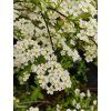SPIRAEA CINEREA 'GREFSHEIM' kak