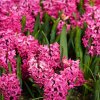 HYACINTHUS 'JAN BOS' (HYACINT)_shutter