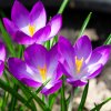 CROCUS TOMMASINIANUS 'RUBY GIANT'_shutter