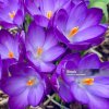 CROCUS TOMMASINIANUS 'RUBY GIANT' (KROKUS)_istock